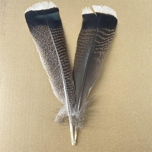 10 Teile/los Echte Natürliche Adlerfedern für Dekoration Handwerk Truthahn Fasan Vogel Eule Feder Dekor Federn Zubehör Karneval-25-30 cm 10-12 Zoll1,10 Stk