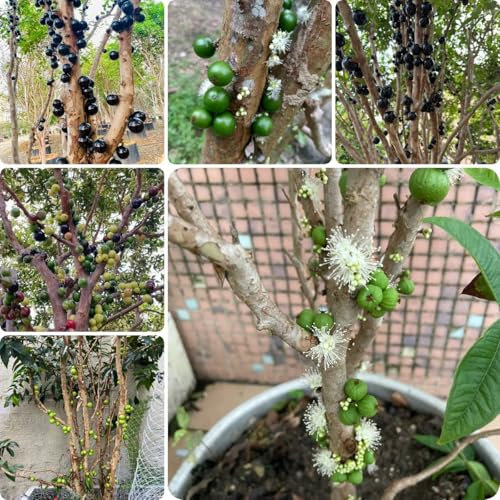 80 pz Pianta di Jabuticaba - Plinia cauliflora - Alberi da frutto colonnari, piante resistenti all'inverno per balconi Semi di piante dell'albero di Jabuticaba, piante in vaso di frutta