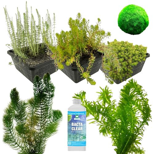 vdvelde.com - Teichpumpen-Alternative: Sauerstoffpflanzen Teichpaket - M - 500-1.250 L - - 24 Pflanzen für 500-1.250 L- Verhindert und kontrolliert alle Arten von Algen im Teich- Platzierung: -1