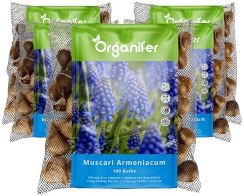 500 Muscari Armeniacum-Zwiebeln - Muscari-Blumenzwiebeln - Bio-Blumenzwiebeln - Sommerzwiebeln - Frühlingsblumen - (Xxl-Blumenzwiebeln Größe 9/10 Cm) - Organifer