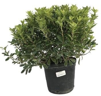 Boj o Buxus Natural Planta de Exterior Arbusto Resistente para Creae Cercados en Jardines