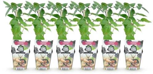 GreenboutiQ - Obstpflanzen - Dornlose Brombeere - Rubus Thornfee - Winterhart - 6 Pflanzen - Topf 9 cm - Schwarze Brombeere