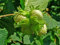 Gemeine Hasel Corylus avellana Pflanze 5-10cm Haselnuss Haselnussstrauch