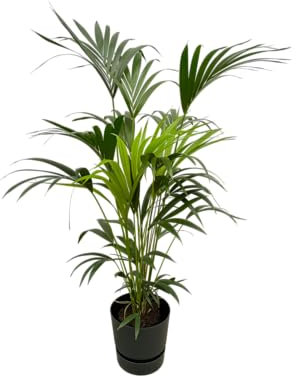 Trendyplants - Kentia palmier dont elho Greenville Round noir - 160 cm - Ø30cm