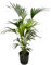 Trendyplants - Kentia palmier dont elho Greenville Round noir - 160 cm - Ø30cm