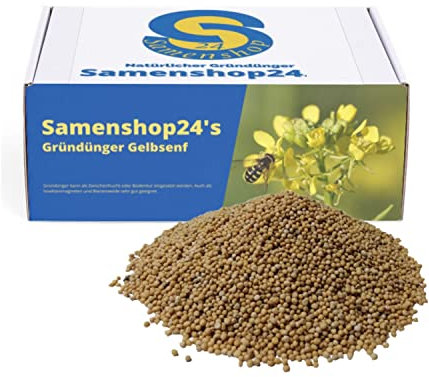 Samenshop24® Gelbsenf, Inhalt: 10kg für ca. 2000m², schnellwüchsig, starke Bodendurchwurzelung, Nahrungsquelle für Nützlinge (Bienen & Falter), Bodenkur & Gründünger, Premium Saatgut