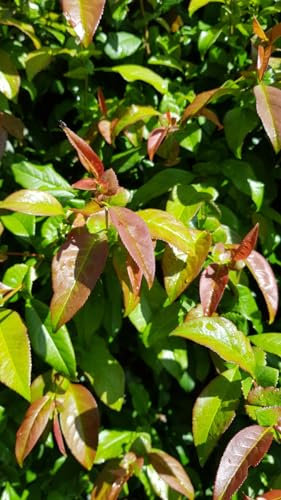 Chaenomeles x superba 'Caméo' / Cognassier du Japon Saumon/Conteneur de 7 à 10 litres