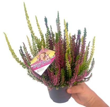 Erica o Calluna Planta Natural que Llena de Color tu Hogar