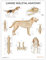 AnatomyStuff Poster zur Anatomie des Hundes, 45 x 60 cm, Tierärztliche Anatomie und Physiologie, Skelettsystem-Diagramm