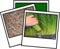 500g Wheat Grass Seed Juicing & Sprouting Excellent Source of Fibre & Nutrients…cat Grass