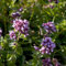 majoran samen mehrjährig winterhart, hochbeet balkon blumen gartenpflanzen winterhart kübelpflanzen bodendecker samen winterhart, wildkräuter samen dekopflanzen, stauden winterhart 55pcs