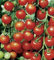 Tomatensamen Sweet Cherry