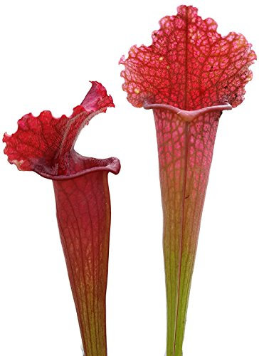 Sarracenia X Soper - blühfähige, große Schlauchpflanze - aufregende und besondere fleischfressende Pflanze