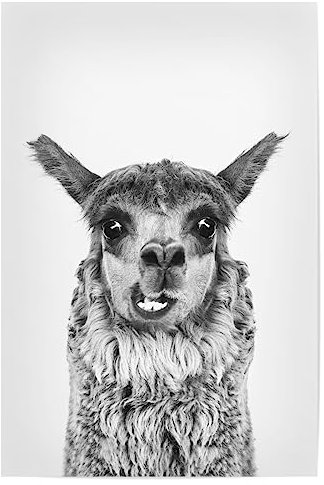 artboxONE Poster 30x20 cm Lama & Alpaka Tiere Funny Llama hochwertiger Design Kunstdruck - Bild Llama Funny Llama