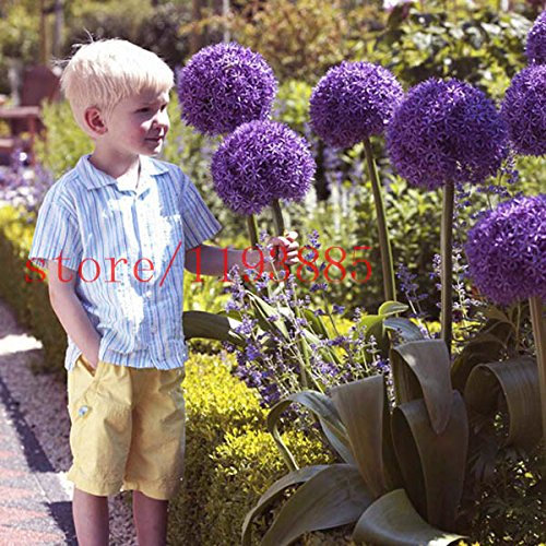 Seeds 30 pcs Green Giant Onion Seed Balcony in vase Allium semi -Rare Exotic Perennial Ornamental Flowers