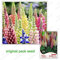 18 Samen / Pack, Lupine Blume, die ansieht, grün Lupinen, Lupineblume seltene Pflanzen, Bonsai-Pflanzen Topf Balkon