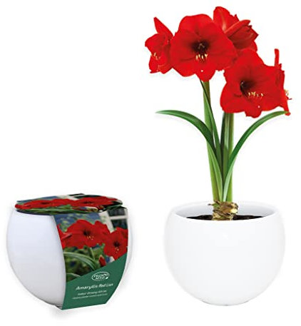 Pronto Seed Amaryllis Red Lion Indoor Bulb Growing Kit with White Ceramic Pot - Gardening Gift Set with Blooming Bulb & Growing Medium - Stunning Bulbs for Planting UK - Gardening Gift Set