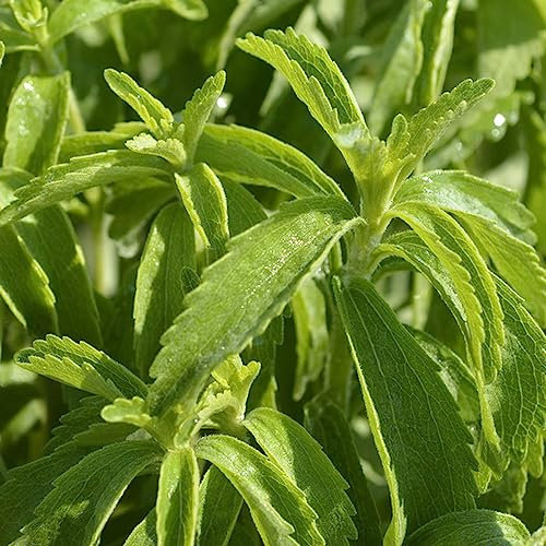 50 Stevia Samen Bio, Stevia Rebaudiana, Samen Kräuter Bio Aussaat Balkon Hochbeet Pflanzen Geschenk Winterfeste Pflanzen Für Kübel Spezielle Samen Flanzen Balkonpflanze