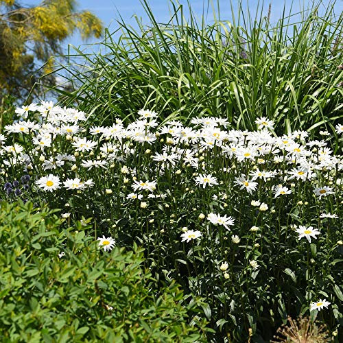 Shasta Daisy Leucanthemum 'Snowdrift' Potted Plants Hardy Perennial Flowering Garden Plants Easy to Grow Your Own 1 x 1 litre Pot by Thompson and Morgan