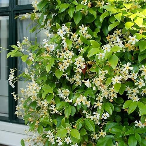 Plant Theory 60cm Cane Trachelospermum jasminoides Yellow Star of Toscana Star Jasmine Yellow Flowering Vine Climbing Plant 3L Pot