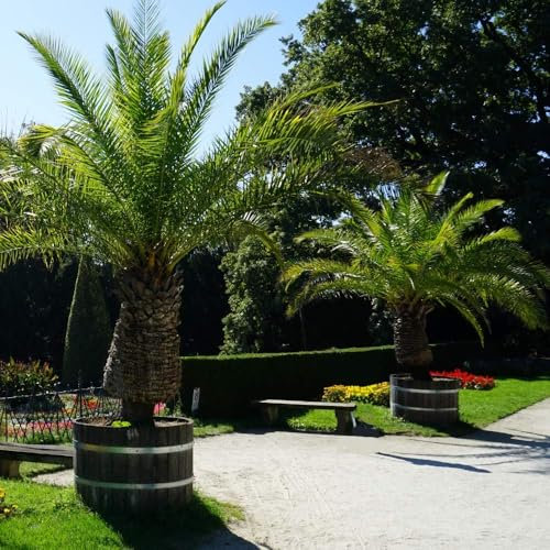 Phoenix Palm (Canary Date Palm) - Elegant Arching Leaves, Hardy to -6°C, Ideal for Conservatories & Patios, 1X 28cm Pot (120-140cm) by Thompson and Morgan