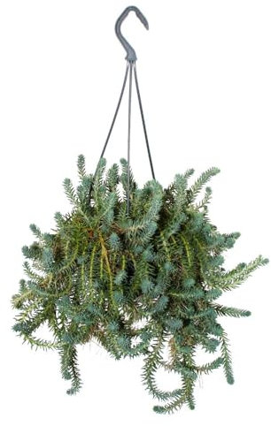 Hängende Fette Henne - Sedum reflexum - im 14cm Ampeltopf - hängende Sukkulente auch für Draussen