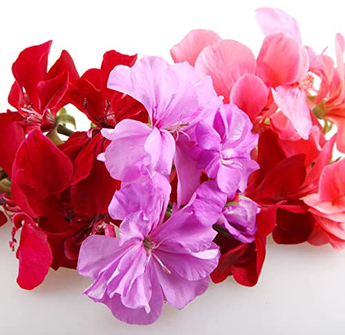 Geranium Plants, 'Mixed', 20 x Full Plant Pack, Bedding Plants, Garden Ready, Ready to Plant, Premium Quality Geraniums