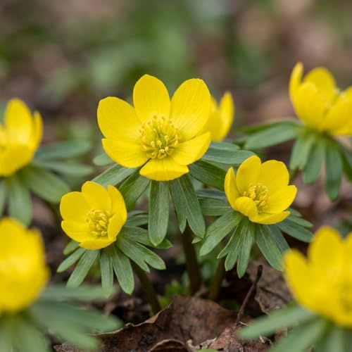 Green boutiQ - 25x Eranthis Cilicica - Kilikisches Winterling - Gelb - Frühlingsblüher - Zwiebelgröße 4/5