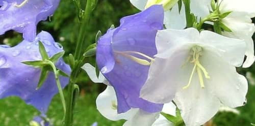 5000 Seeds of Flower - Campanula - Carpatica - Mixed Perennial