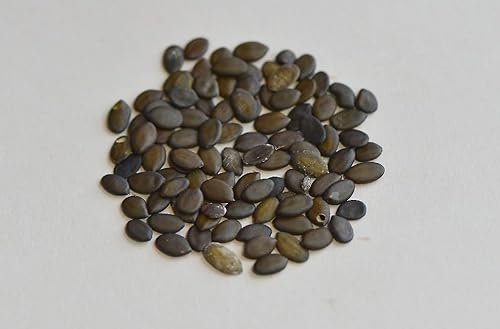 Albizia kalkora Seeds | Albizia kalkora Tree Seeds - Trusted UK Stock, 10