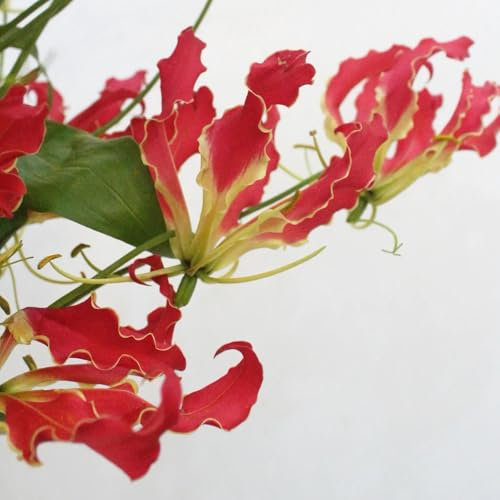 lirios de fuego - bulbos, bulbos de flores flores tempranas gloriosa superba, bulbos de floración temprana plantas exóticas resistentes las plantas trepadoras son resistentes plantas 2pcs