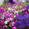 Flowering Plants, Lobelia 'Fountain Mix', 20 x Full Plant Pack, Lobelia Plants, Garden Bedding, Lobelias, Mixed Flowers, Garden Ready and Ready to Plant, Premium Quality Flowers