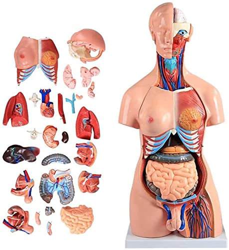 Menschliches Körpermodell 55/85Cm Torso Anatomisches Modell Kann Abgenommen Werden 21PCS/23PCS Männliche Und Weibliche Fortpflanzungsorgane Anatomie Menschliche Organe Mit Der Inneren Organe,85cm