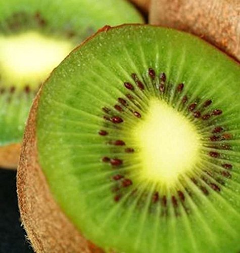 Selbstfruchtende Kiwi Solo 125-150cm - Actinidia arguta - lebende Gartenpflanze aus den Baumschulen