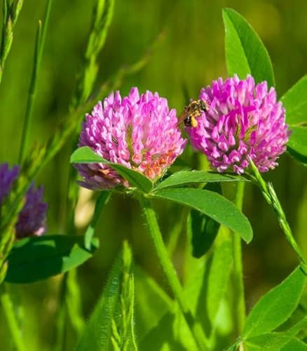 Wild Red Clover Flower Seeds red for gardenTrifolium pratense Good Weed Suppressor 3000 Seeds