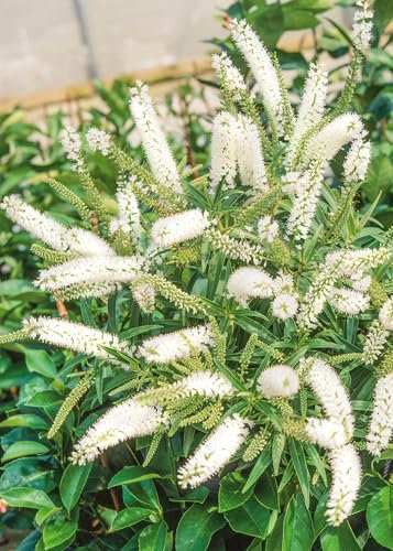 [x1] Hebe Wiri Mist | Hardy Evergreen Garden Shrubs | Colourful Snow-White Flowers | P9