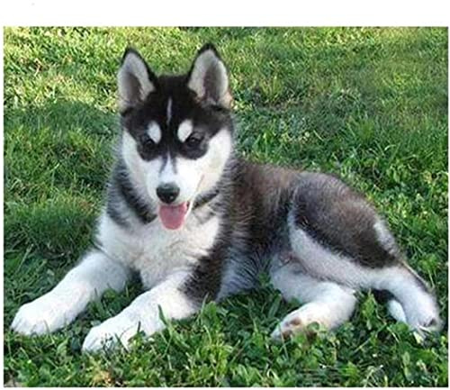 YSCOLOR Diamant Painting Diy 5D Diamond Art Kits Für Anfänger Full Round Drill Husky Dog Diamant Malerei Diamond Embroidery 30x40cm