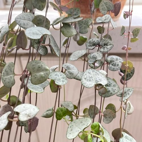 30 pcs leuchterblume samen, zimmer deko, zimmerpflanze (Ceropegia woodii) pflanzen samen indoor, winterharte balkonpflanzen kletterpflanze, bodendecker winterhart mehrjährig samen