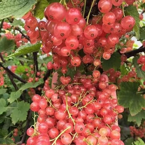 piante di ribes - semi - Serie Piante Rare - albero da frutto semi di bonsai aiuole rialzate per giardino da frutto giardino d'appartamento balcone erbacee alberi alberi colonnari 500pcs