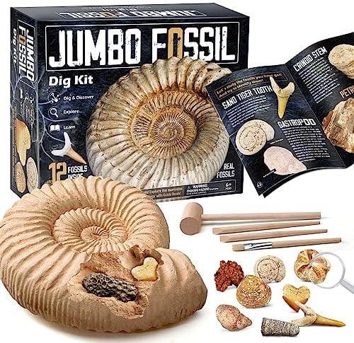 Byncceh Fossilien Ausgrabungsset für Kinder mit 12 Echte Versteinerungen - Fossilien Ausgraben Experimentierset für Kinder Ab 7 Jahre Geschenk für Jungen Mädchen