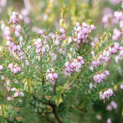 500 Pcs Heidekraut Winterhart Samen - Blumensamen Mischung, Pflanzen Geschenk, Kletterpflanzen, Calluna Vulgaris, Kleine Geschenke, Pflanzensamen Zimmerpflanzen Samen Blumenwiese