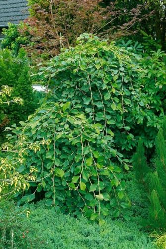 Japanische Zaubernuss 'Pendula' 125-150 cm Topf Hamamelis japonica | Hamamelis japonica, überhängender Wuchs, gelbe Winterblüte Februar bis März, halbschattig bis sonnig, Solitär