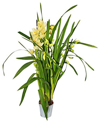 Cymbidium Orchidee - Kahnorchidee - Die Orchidee für kühle Räume gelb