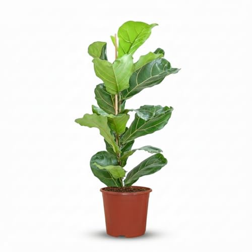 Green boutiQ - Plante d'intérieur - Ficus Lyrata - Figuier lyre - Vert - Entretien facile - 1 Plante - Pot 21cm - Hauteur 75-85cm
