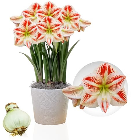 Amaryllis Clown, 1 bulbo di grandi dimensioni 26/30, Esclusivo, Bulbi da fiore, piante e fiori dall'Olanda, Autentici Hippeastrum (senza semi, cera e non artificiali)