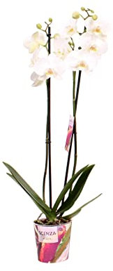 Orquídea Flores Blancas Planta Natural de Interior para Decorar la Casa