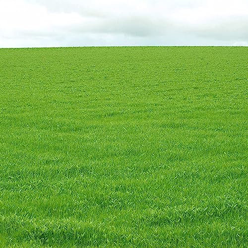 10000 Stück/Beutel Samen, feine Blattstruktur, dürretolerant, grüner Rohrschwingel, Grassamen, Blumen-, Obstbaum- und Gemüsesamen Festuca Arundinacea-Samen