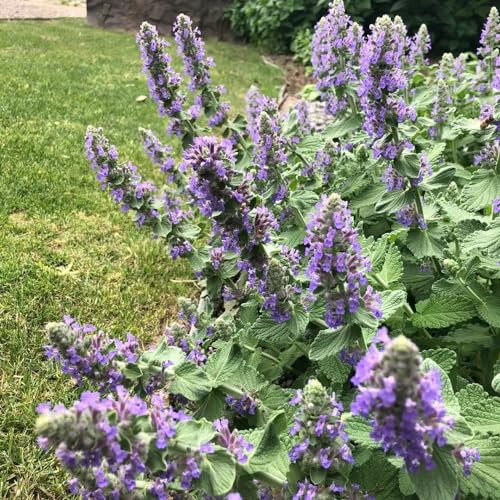 200 pcs katzenminze samen gartenkräuter pflanzen kräutergarten bio saatgut salat samen kräutersamen pflanzensamen wildkräuter samen samen kräuter catnip minze samen samen anzucht