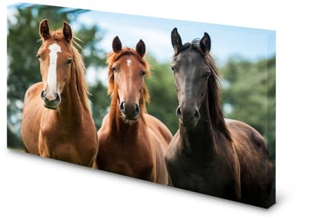 Magnettafel Pinnwand Bild Pferde Pferd gekantet Größe 100 x 80 cm