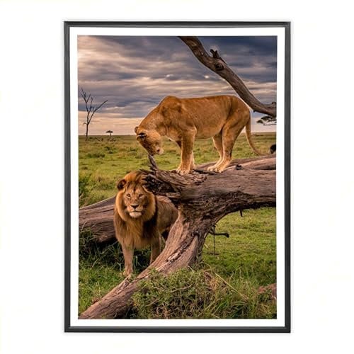 Sicignano | Cornice Bombata Moderna 35x50 cm in Legno Nero con Pannello MDF Robusto Vetro Crilex - Portafoto da Parete Orizzontale Verticale, per Foto Quadri Poster Documenti Diploma Laurea